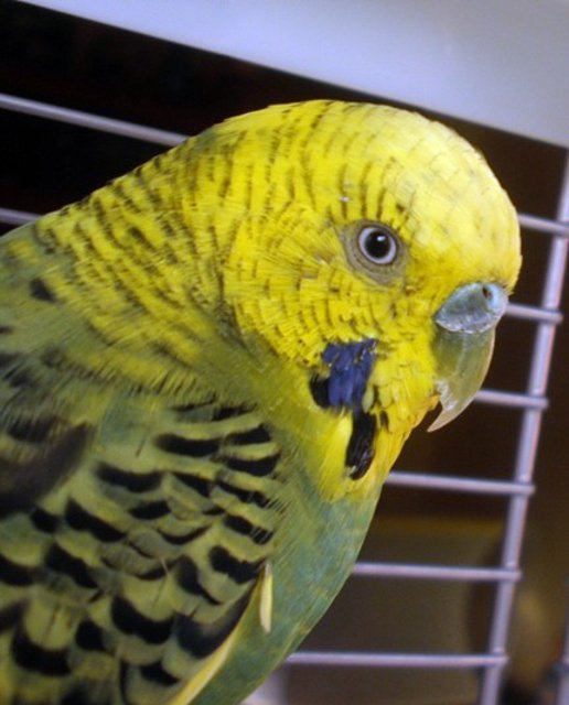 Pico Pablo Pico Pablo
