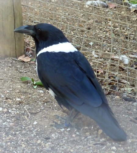 Corvus albus (17-10-20 Ca?ada de los P?jaros) Corvus albus (17-10-20 Ca?ada de los P?jaros)