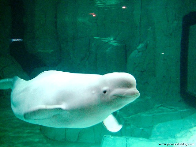 ballena-beluga-oceanografico-valencia