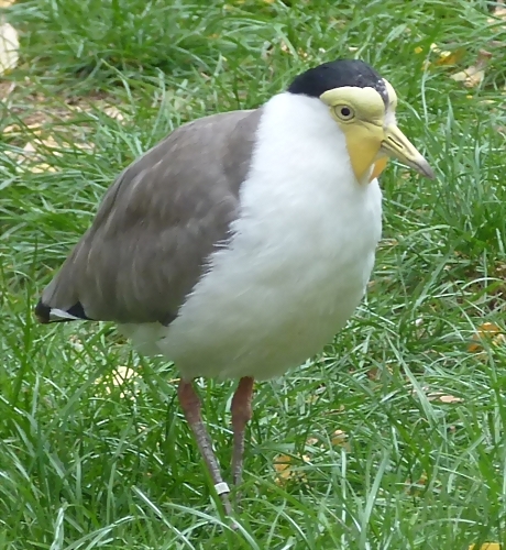 Vanellus miles (21-9-18 Best zoo) Vanellus miles (21-9-18 Best zoo)