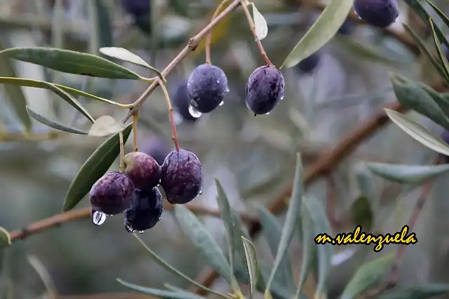 05, aceitunas mojadas, marca