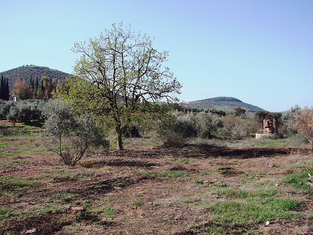 caqui en la huerta