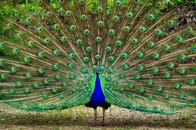 el-pavo-real-indio-o-azul-es-el-mas-comun