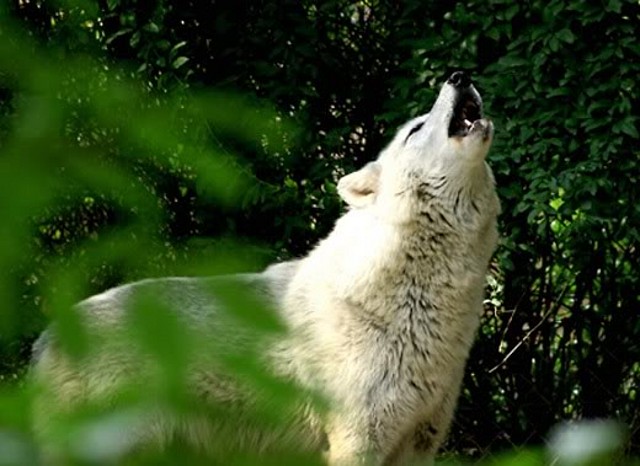 WhiteWolfHowling