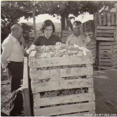 Cargando las cajas de uva en el remolque del tractor
