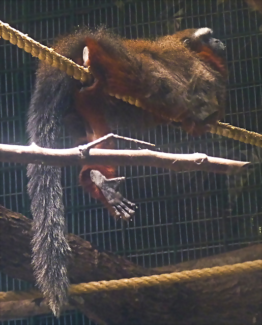 Callicebus discolor 1 (1-10-23 Zoo de Quito) Callicebus discolor 1 (1-10-23 Zoo de Quito)