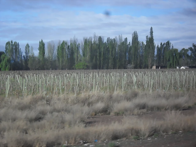 SDC11422 SDC11422
