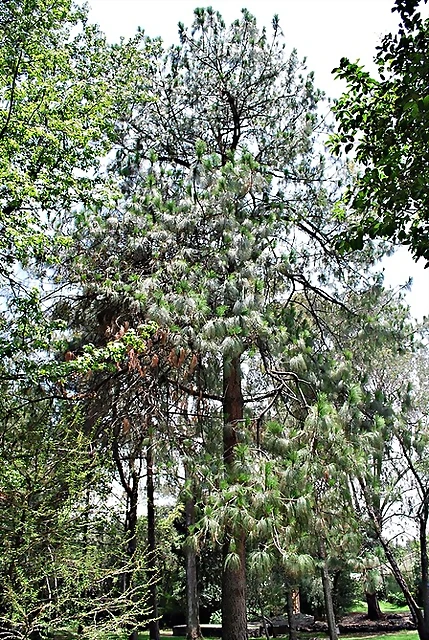 pinus-pseudostrobus2 pinus-pseudostrobus2