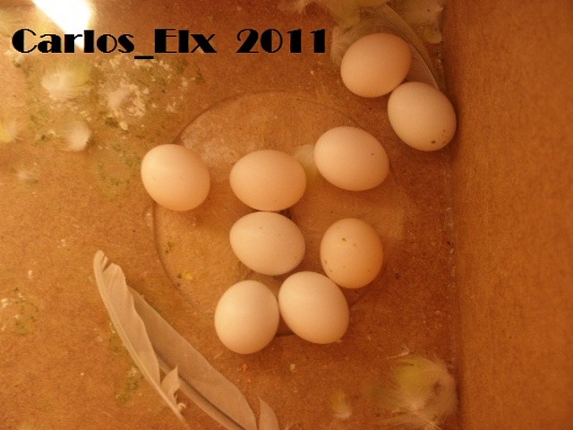 9 huevos minnie y rikki 9 huevos minnie y rikki
