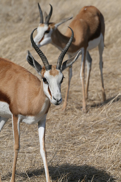 Zoo Lunaret + Sigean 18 i 19-09-10 2398 Zoo Lunaret + Sigean 18 i 19-09-10 2398