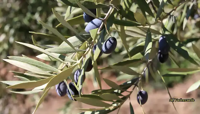 16, aceituna negra, marca