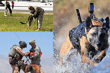 perrosmilitares2 perrosmilitares2