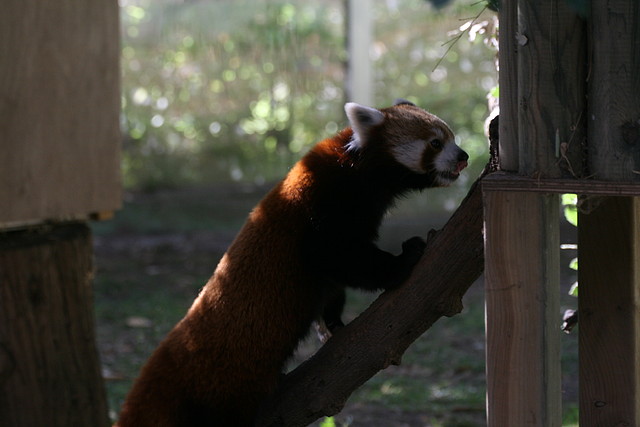 Zoo de Barcelona 21-11-10 + Immigració 22-11-10 340 Zoo de Barcelona 21-11-10 + Immigració 22-11-10 340