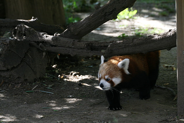 Zoo de Barcelona 21-11-10 + Immigració 22-11-10 338 Zoo de Barcelona 21-11-10 + Immigració 22-11-10 338