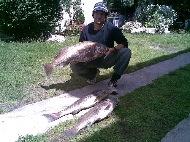 corvina negras