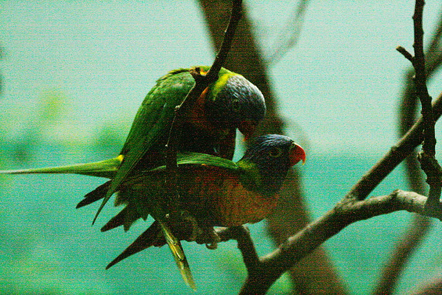 Zoo de Barcelona 09-07-2010 060 Zoo de Barcelona 09-07-2010 060
