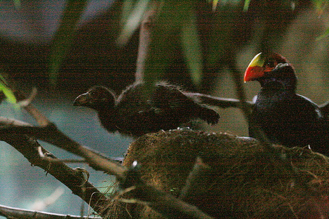 Zoo de Barcelona 09-07-2010 014 Zoo de Barcelona 09-07-2010 014