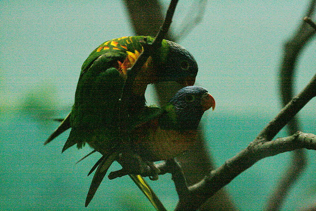 Zoo de Barcelona 09-07-2010 063 Zoo de Barcelona 09-07-2010 063