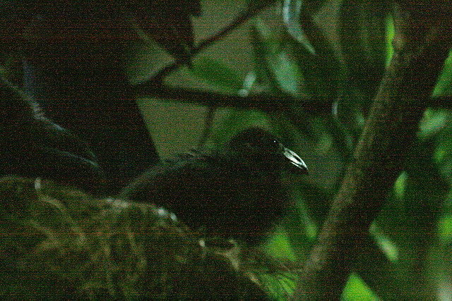 Zoo de Barcelona 09-07-2010 032 Zoo de Barcelona 09-07-2010 032