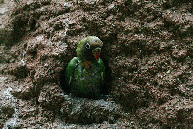 Zoo de Barcelona 09-07-2010 048 Zoo de Barcelona 09-07-2010 048