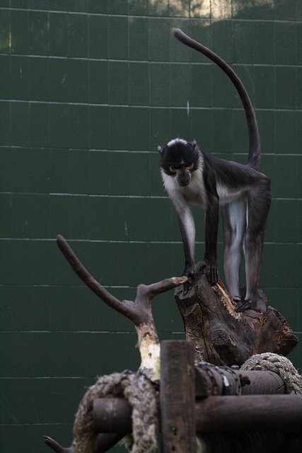 Zoo de Barcelona 13-11-10 130 Zoo de Barcelona 13-11-10 130