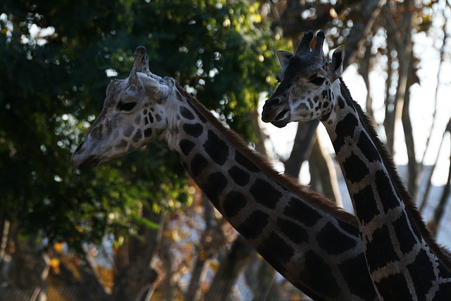 Zoo de Barcelona 13-11-10 063 Zoo de Barcelona 13-11-10 063