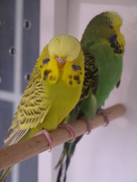 PC170049 PC170049