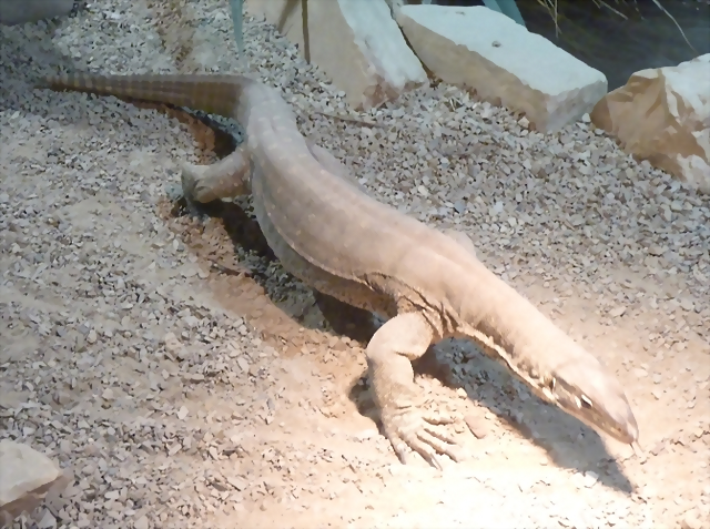 Varanus panoptes 2 (26-9-18 Pairi Daiza) Varanus panoptes 2 (26-9-18 Pairi Daiza)