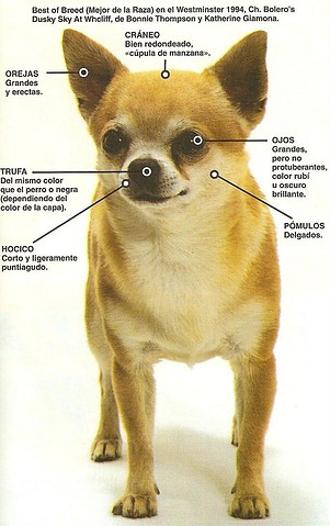 imagen-perro-raza-chihuahua