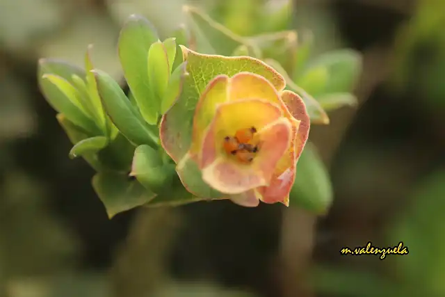 08, planta parsita del chaparro, marca