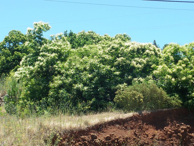 Castaños en flor