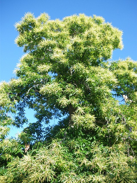 Castaño en flor