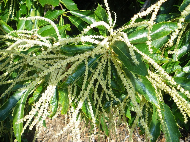 Flor de castaño