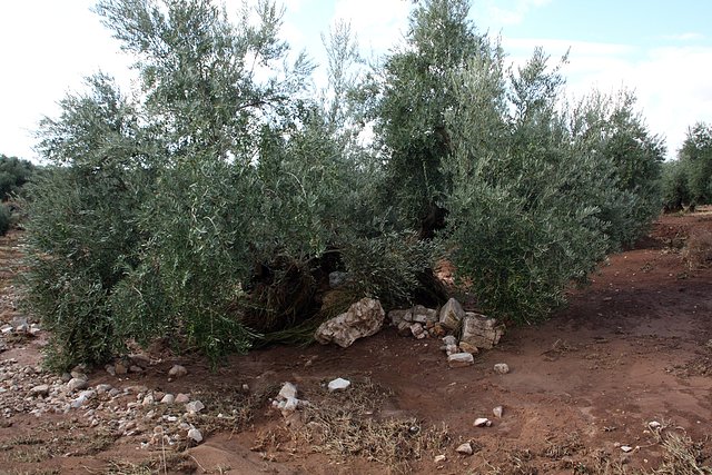 arrastre de piedras