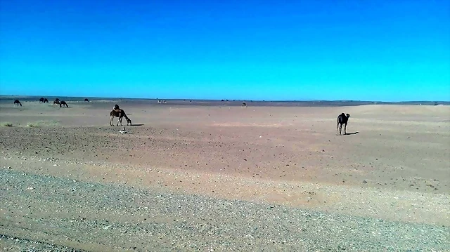 Camellos_en_el_desierto Camellos_en_el_desierto