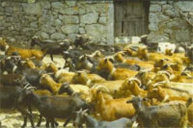 cabras01 (web)2