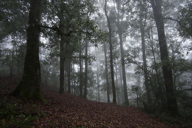 Bosque de hayas, Hidalgo