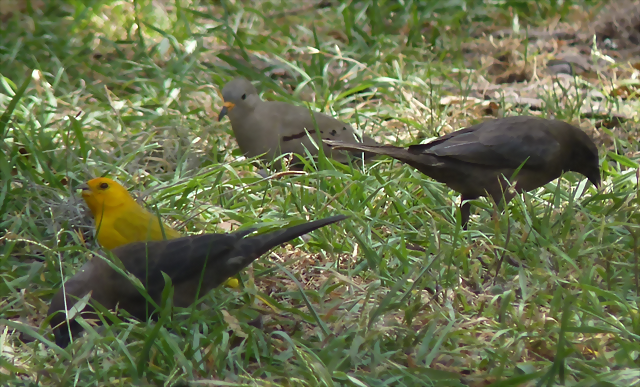 Molothrus, Sicalis et Columbina (1-10-23 Zoo de Quito) Molothrus, Sicalis et Columbina (1-10-23 Zoo de Quito)