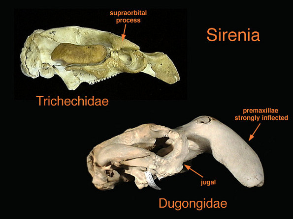 el-craneo-de-sirenios-dugongo-y-manati