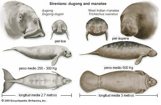 diferencia-entre-manaties-y-dugongos