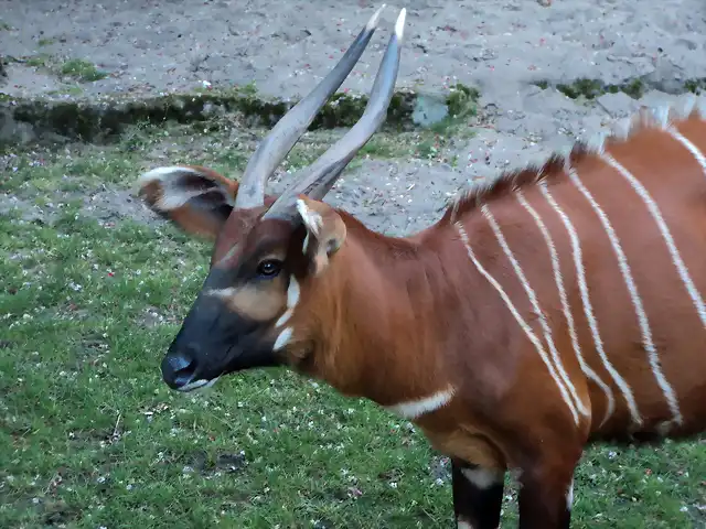 Bongo (Tragelaphus  euryceros)