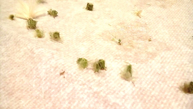20170702_190424 20170702_190424