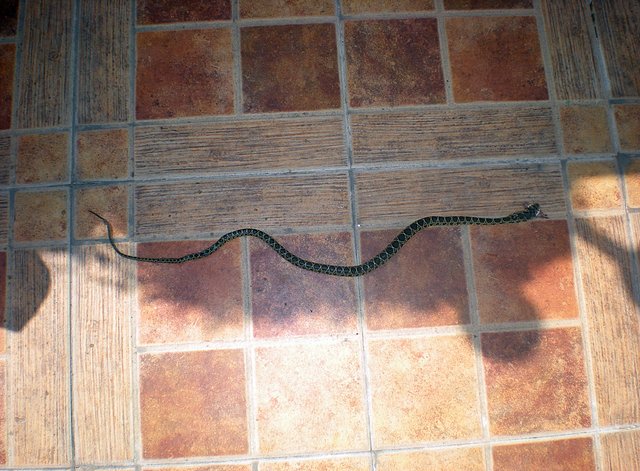 Serpiente terraza 1