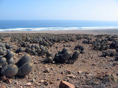 Copiapoa cinerea ssp.cinerea