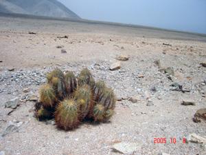 Copiapoa solaris