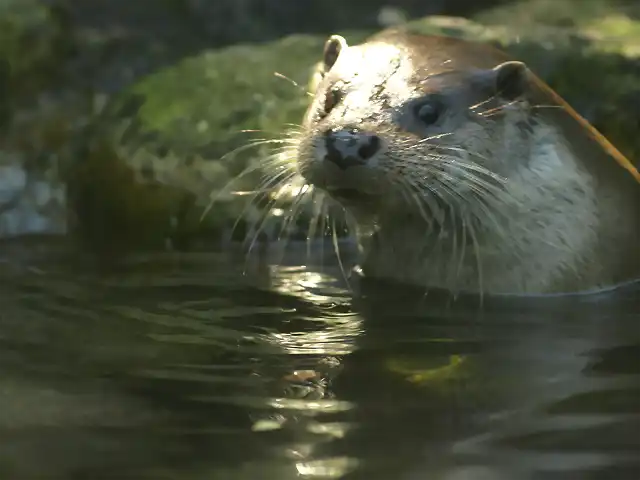 nutria