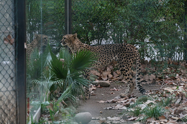 Zoo de Barcelona 24-11-10 367 Zoo de Barcelona 24-11-10 367
