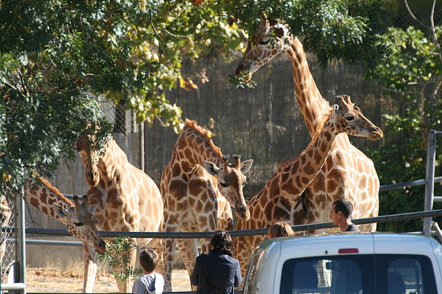 Zoo Lunaret + Sigean 18 i 19-09-10 1274 Zoo Lunaret + Sigean 18 i 19-09-10 1274