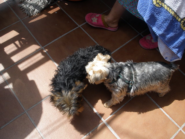 suri recien baada con maya