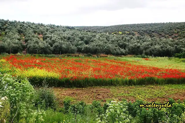 02, amapolas, marca